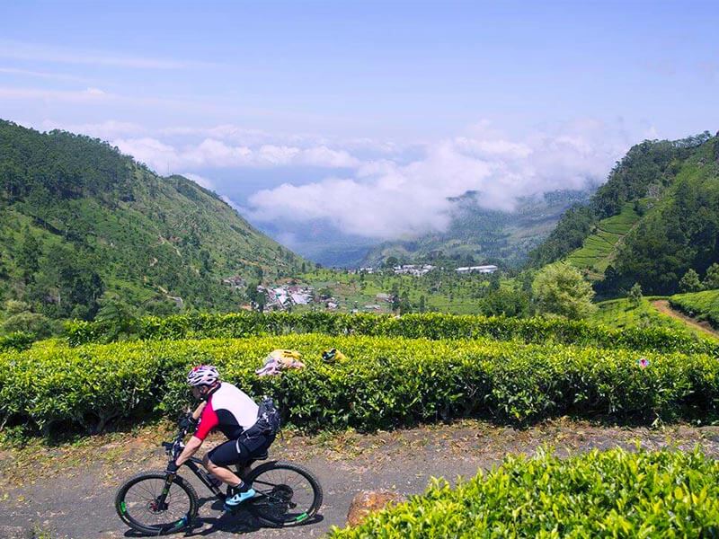 Cycling through a tea plantation