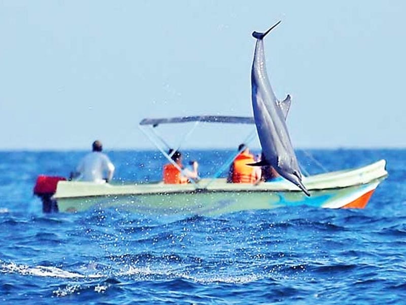 Dolphin Watching Kalpitiya