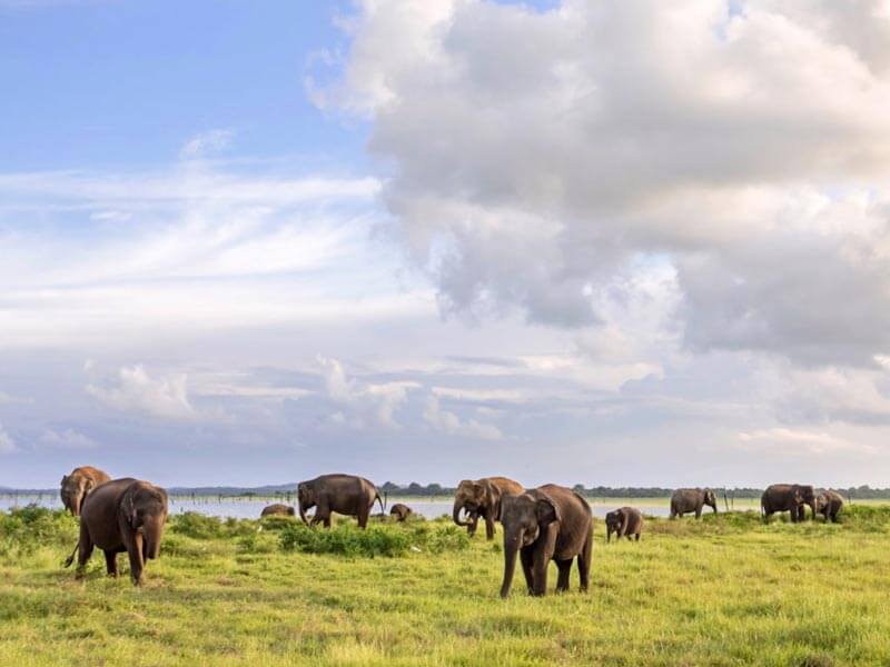 Minneriya National Park