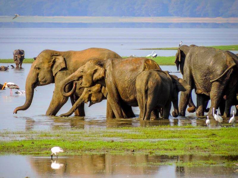 Minneriya National Park Sri Lanka