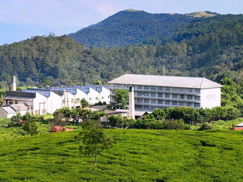 Tea Factory Nuwara Eliya