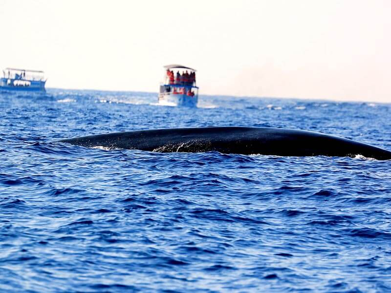 Whale and Dolphin Watching Sri Lanka