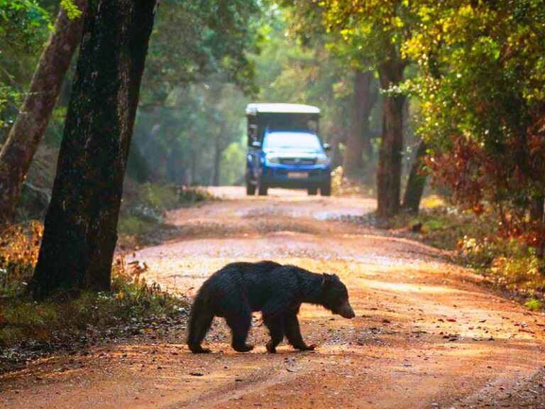 Wildlife Safari Sri Lanka