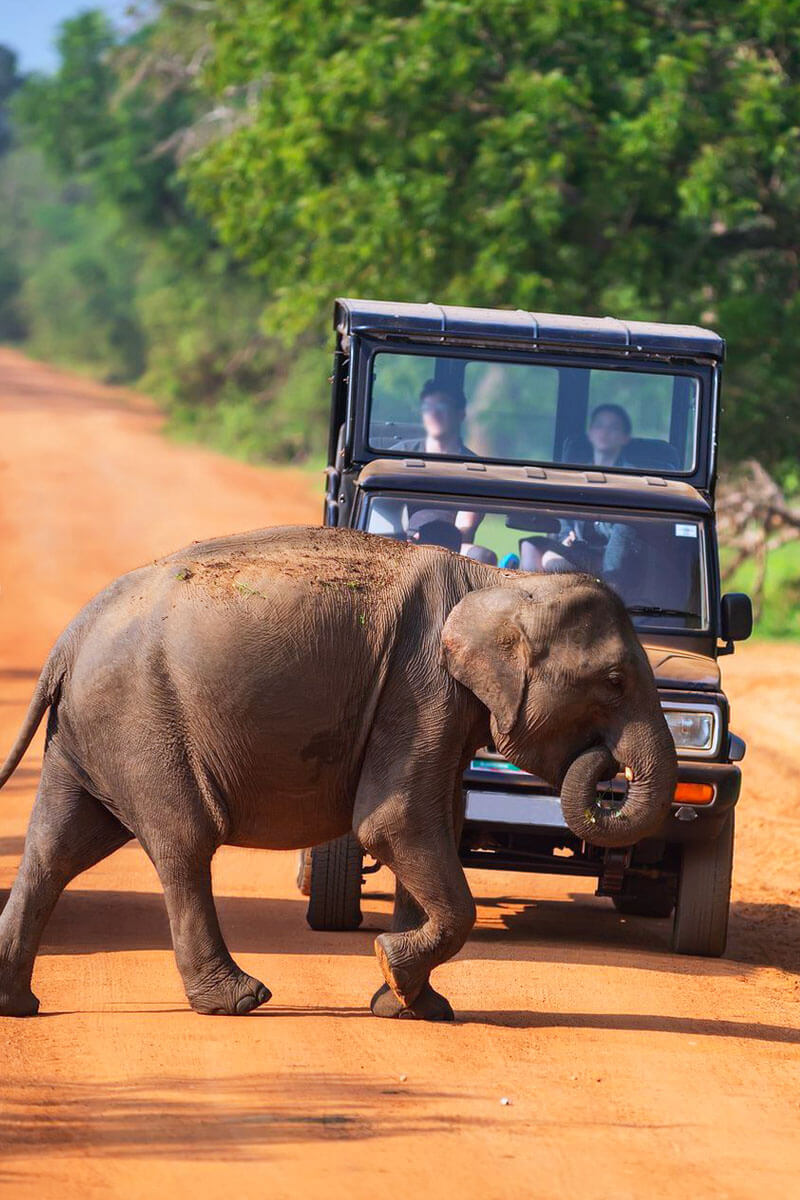 Wildlife Tour Packages in Sri Lanka