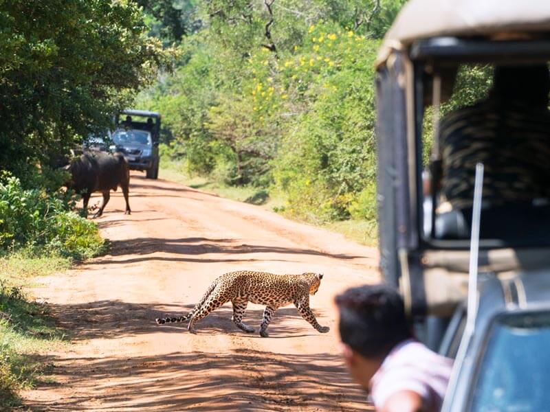 Yala National Park Leopard Safari