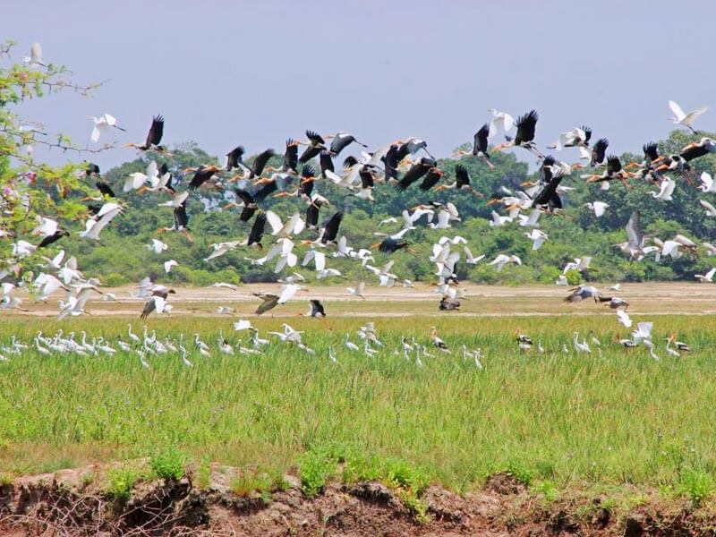 kokkilai Bird Sanctuary